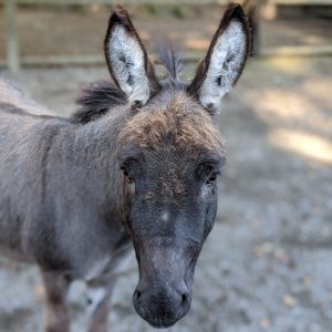 Sicilian Miniature Donkey