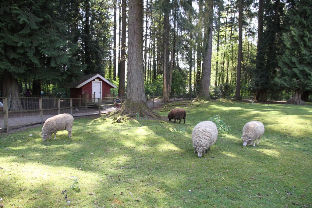 IMG_4191 Maplewood Farm