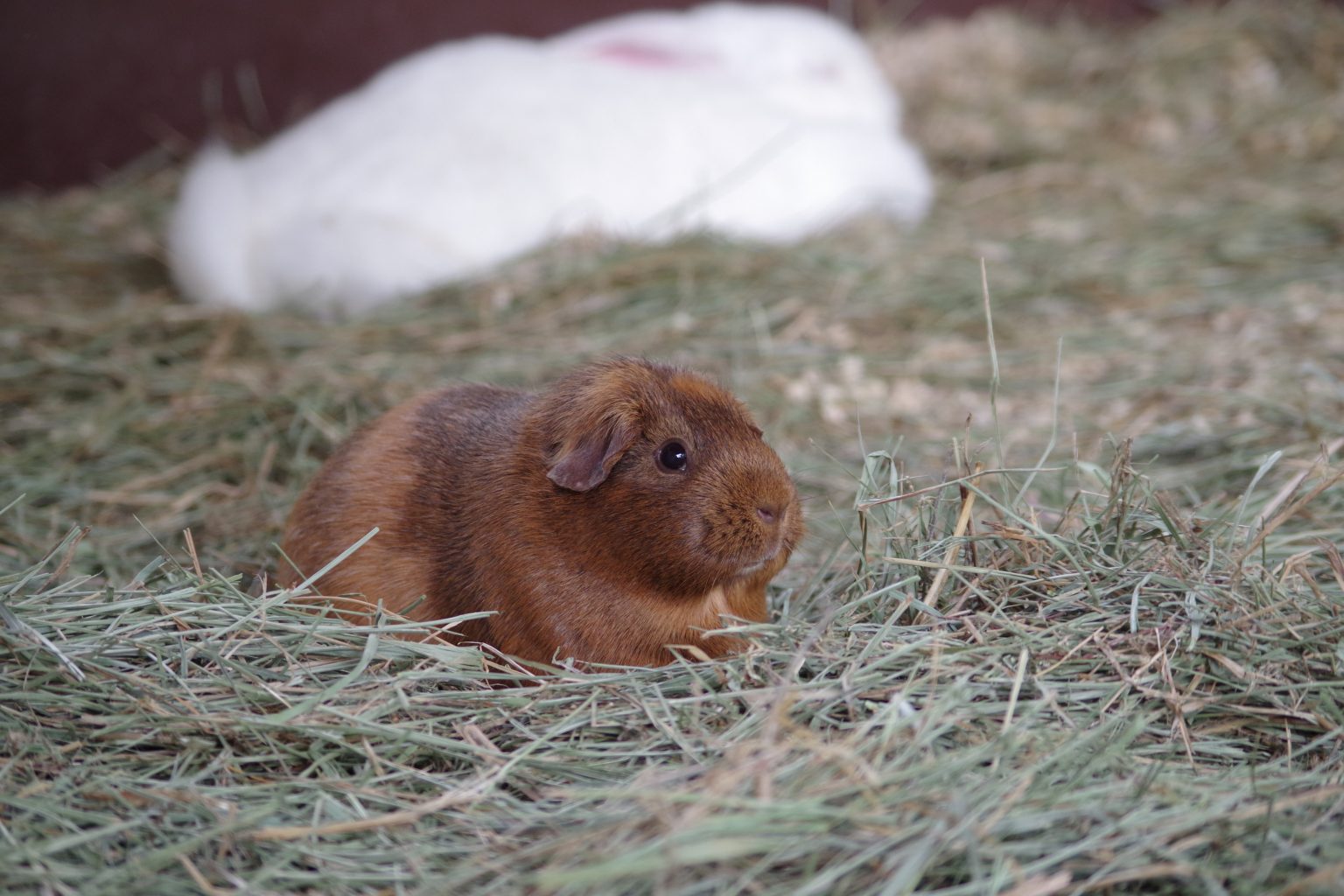 Rabbit Maplewood Farm