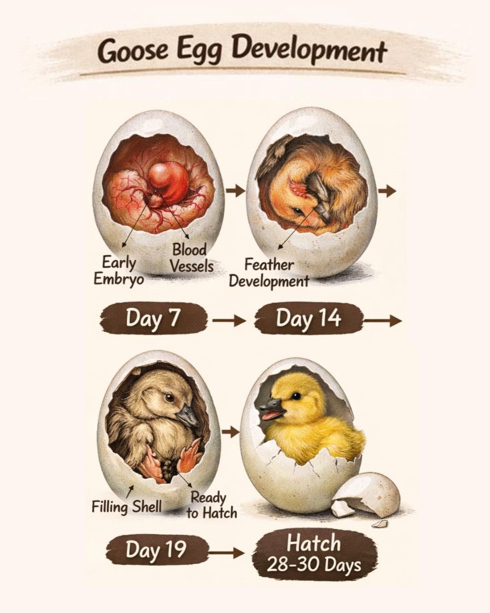 Goose Egg Development - Day 19! - Maplewood Farm