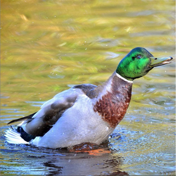 mallard duck in water