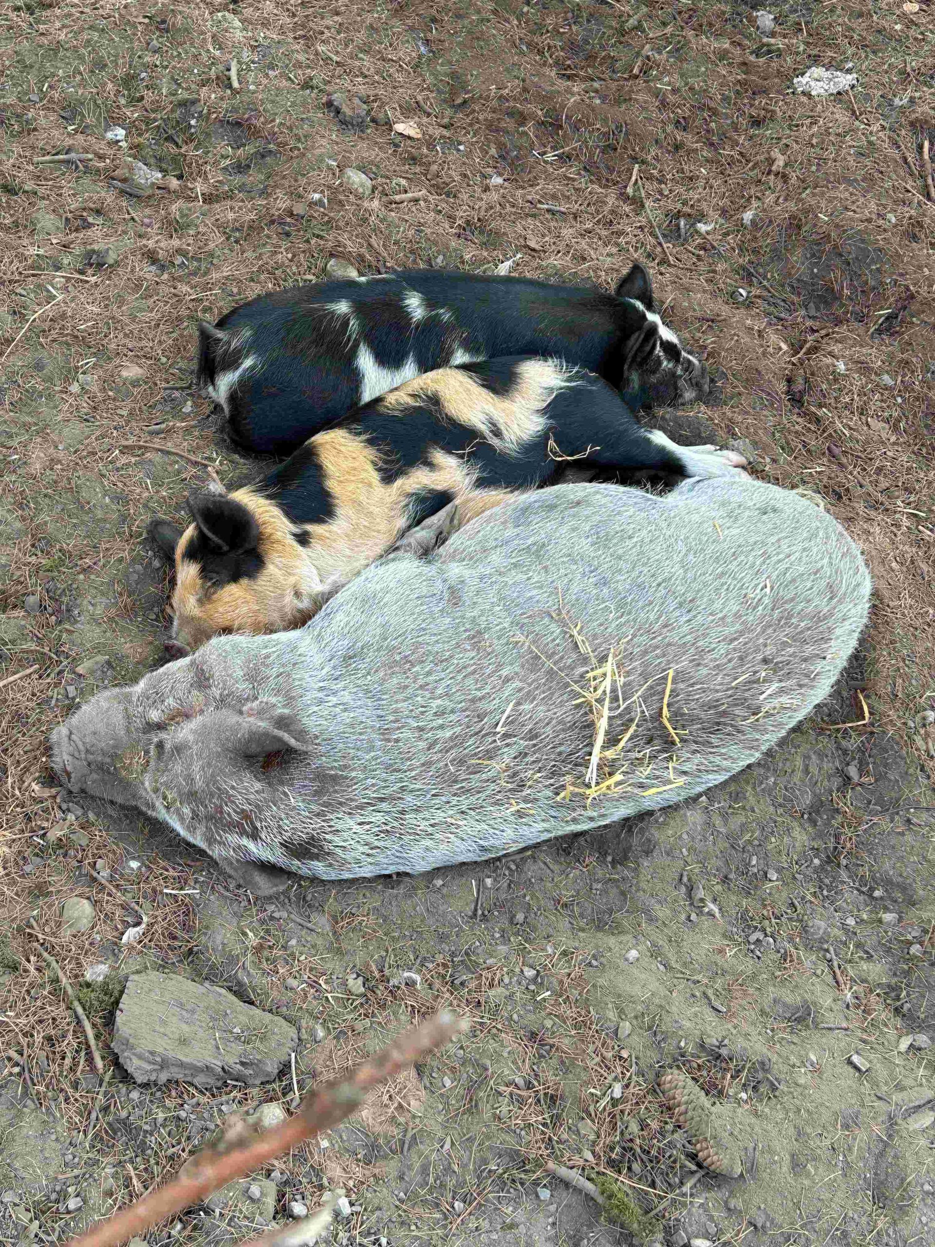 pigs 2